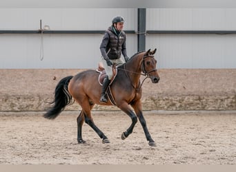 Oldenburg, Castrone, 5 Anni, 160 cm