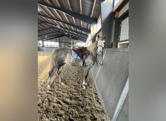 Oldenburg, Castrone, 5 Anni, 160 cm