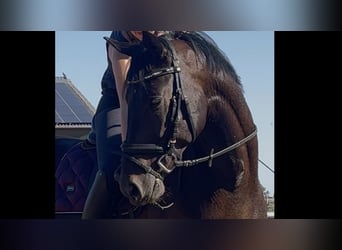 Oldenburg, Castrone, 5 Anni, 162 cm, Baio scuro