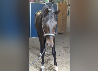 Oldenburg, Castrone, 5 Anni, 162 cm, Baio scuro