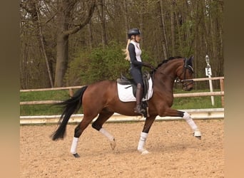 Oldenburg, Castrone, 5 Anni, 163 cm, Baio