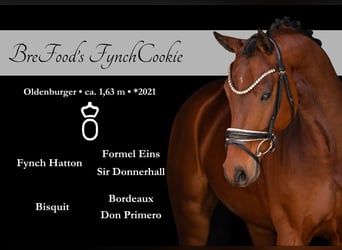 Oldenburg, Castrone, 5 Anni, 163 cm, Baio