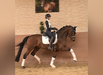 Oldenburg, Castrone, 5 Anni, 163 cm, Baio