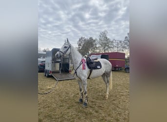 Oldenburg, Castrone, 5 Anni, 163 cm, Grigio