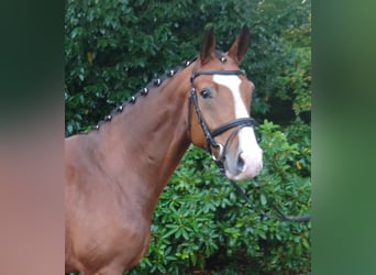 Oldenburg, Castrone, 5 Anni, 164 cm, Baio