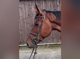 Oldenburg, Castrone, 5 Anni, 164 cm, Baio