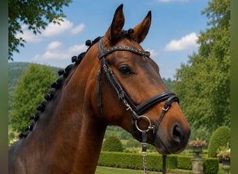 Oldenburg, Castrone, 5 Anni, 164 cm, Baio scuro