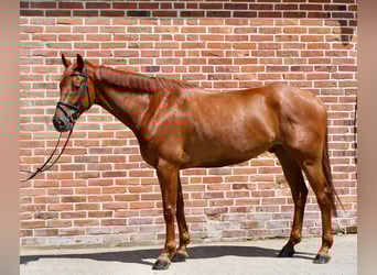 Oldenburg, Castrone, 5 Anni, 164 cm, Sauro