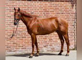 Oldenburg, Castrone, 5 Anni, 164 cm, Sauro