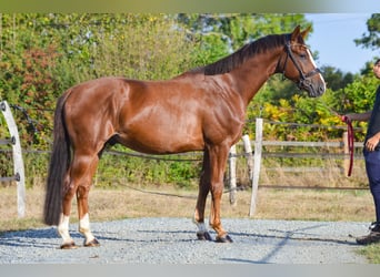 Oldenburg, Castrone, 5 Anni, 164 cm, Sauro scuro