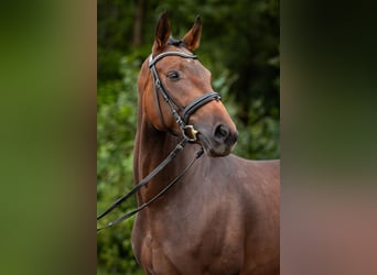 Oldenburg, Castrone, 5 Anni, 165 cm, Baio