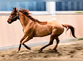 Oldenburg, Castrone, 5 Anni, 165 cm, Sauro