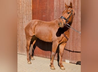 Oldenburg, Castrone, 5 Anni, 165 cm, Sauro