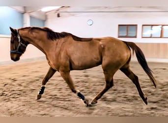 Oldenburg, Castrone, 5 Anni, 165 cm, Sauro