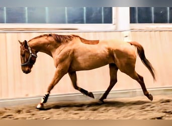 Oldenburg, Castrone, 5 Anni, 165 cm, Sauro