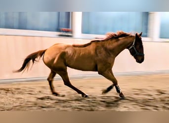 Oldenburg, Castrone, 5 Anni, 165 cm, Sauro