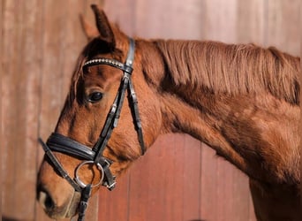 Oldenburg, Castrone, 5 Anni, 165 cm, Sauro