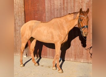 Oldenburg, Castrone, 5 Anni, 165 cm, Sauro