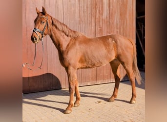 Oldenburg, Castrone, 5 Anni, 165 cm, Sauro