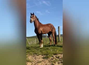 Oldenburg, Castrone, 5 Anni, 165 cm, Sauro scuro