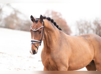 Oldenburg, Castrone, 5 Anni, 166 cm, Baio