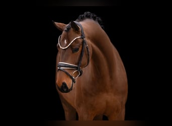 Oldenburg, Castrone, 5 Anni, 166 cm, Baio scuro