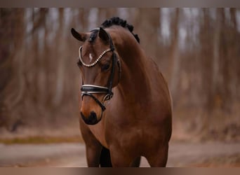 Oldenburg, Castrone, 5 Anni, 166 cm, Baio scuro