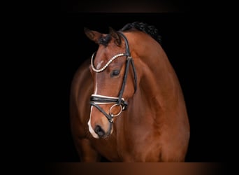 Oldenburg, Castrone, 5 Anni, 167 cm, Baio