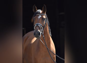Oldenburg, Castrone, 5 Anni, 167 cm, Baio