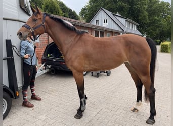 Oldenburg, Castrone, 5 Anni, 167 cm, Baio