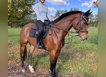 Oldenburg, Castrone, 5 Anni, 167 cm, Baio