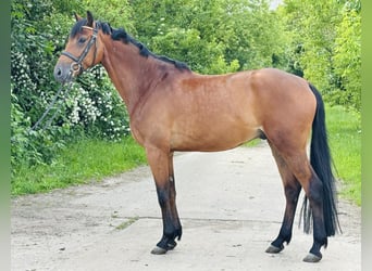 Oldenburg, Castrone, 5 Anni, 167 cm, Baio