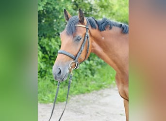 Oldenburg, Castrone, 5 Anni, 167 cm, Baio