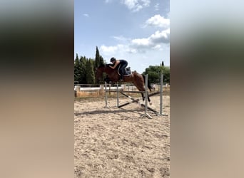 Oldenburg, Castrone, 5 Anni, 167 cm, Baio