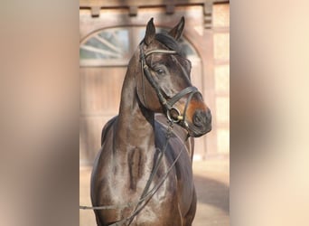Oldenburg, Castrone, 5 Anni, 167 cm, Baio nero