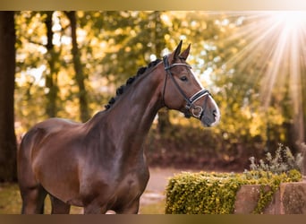 Oldenburg, Castrone, 5 Anni, 167 cm, Baio scuro