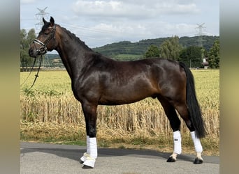 Oldenburg, Castrone, 5 Anni, 167 cm, Baio scuro