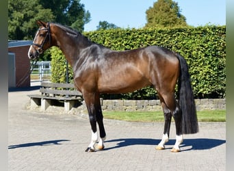 Oldenburg, Castrone, 5 Anni, 167 cm, Baio scuro