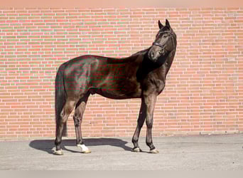 Oldenburg Mix, Castrone, 5 Anni, 167 cm, Morello