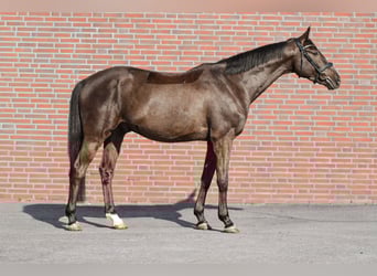 Oldenburg Mix, Castrone, 5 Anni, 167 cm, Morello