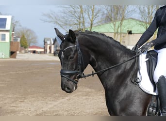 Oldenburg, Castrone, 5 Anni, 167 cm, Morello
