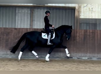 Oldenburg, Castrone, 5 Anni, 167 cm, Morello