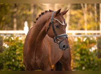 Oldenburg, Castrone, 5 Anni, 167 cm, Sauro scuro