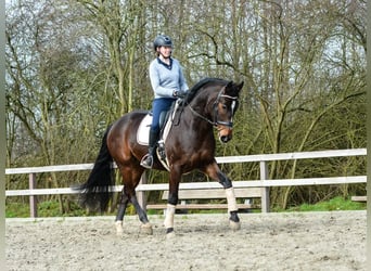 Oldenburg, Castrone, 5 Anni, 168 cm, Baio