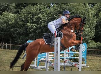 Oldenburg, Castrone, 5 Anni, 168 cm, Baio