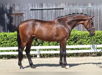 Oldenburg, Castrone, 5 Anni, 168 cm, Baio scuro