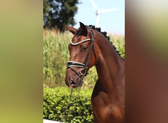 Oldenburg, Castrone, 5 Anni, 168 cm, Baio scuro