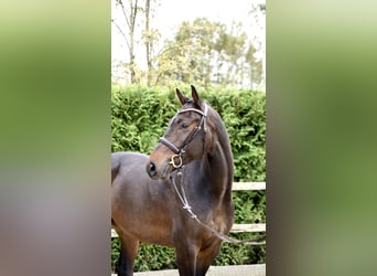 Oldenburg, Castrone, 5 Anni, 168 cm