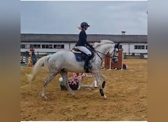 Oldenburg, Castrone, 5 Anni, 168 cm, Grigio