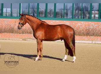 Oldenburg, Castrone, 5 Anni, 168 cm, Sauro